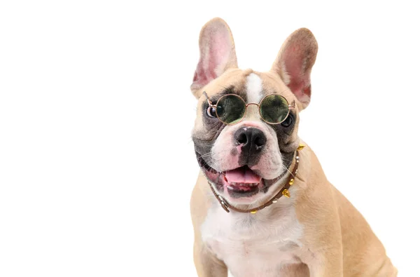 Słodkie francuskie Bulldog nosić okulary i uśmiech — Zdjęcie stockowe
