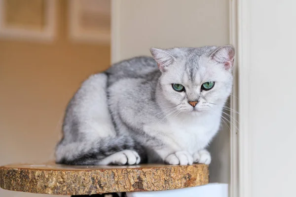 Cute gray scottish fold cat sit on wood plate — Stock Photo, Image