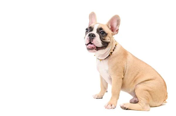 Cute brown french bulldog sitting isolated — Stock Photo, Image