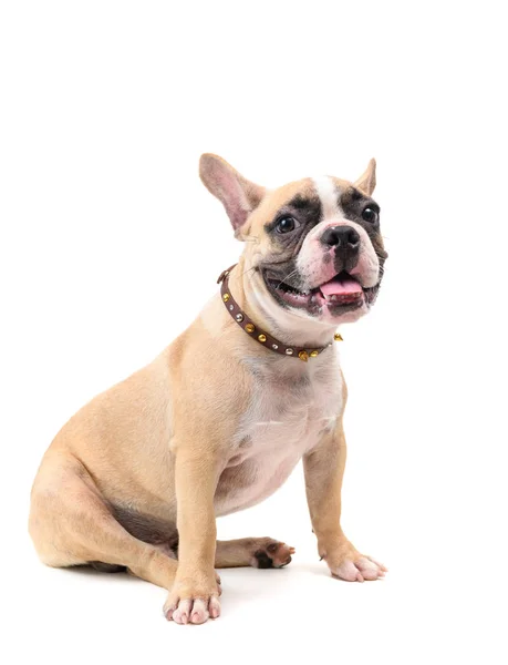 Cute french bulldog wearing collar and sitting — Stock Photo, Image