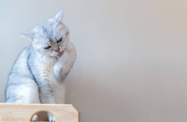 İskoç İngiliz kedi temizlik için ayağını yalama 