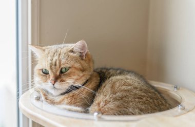 Evde sevimli kahverengi Iskoç düz kedi uyku, 