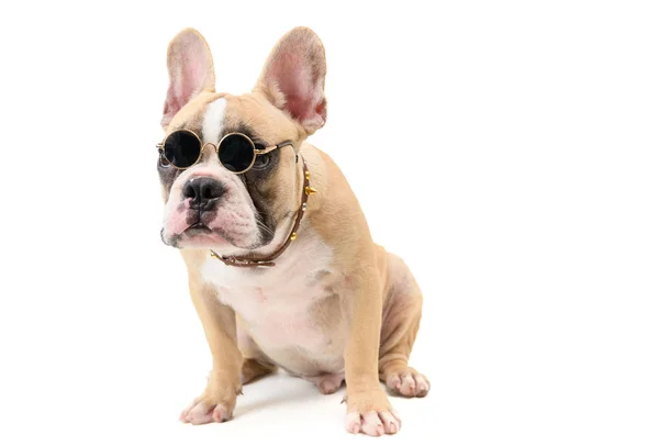 Słodkie francuskie Bulldog nosić okulary i siedząc — Zdjęcie stockowe