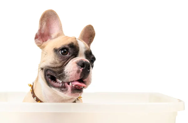 Head of french bulldog smile in box isolated