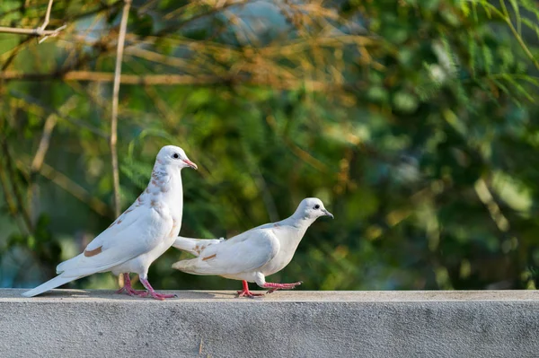 Two white dove walking on wall — Stock Photo, Image