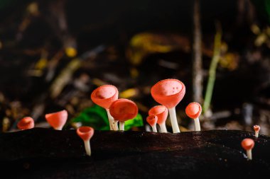 Mantar fincan kırmızı Mantar Şampanya Kupası veya Pembe yanık fincan