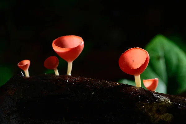 Mantar fincan kırmızı Mantar Şampanya Kupası veya Pembe yanık fincan — Stok fotoğraf