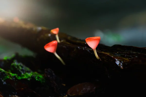 Mantar fincan kırmızı Mantar Şampanya Kupası veya Pembe yanık fincan, — Stok fotoğraf