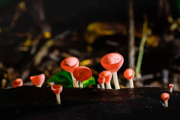 Mantar fincan kırmızı Mantar Şampanya Kupası veya Pembe yanık fincan — Stok fotoğraf