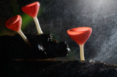 Mantar fincan kırmızı Mantar Şampanya Kupası veya Pembe yanık fincan,