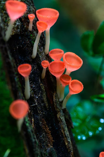 Fungi cup red Mushroom Champagne Cup or Pink burn cup — Stock Photo, Image