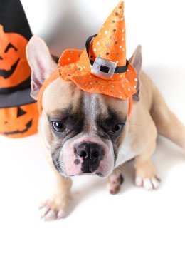 Şapka halloween ve gülümseme ile Fransız bulldog Portresi 