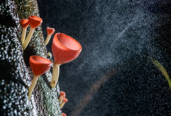 Mantar fincanı kırmızı mantar şampanyası — Stok fotoğraf