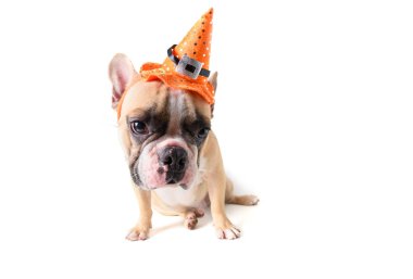 Şapka halloween ile Sevimli Fransız bulldog Portresi 