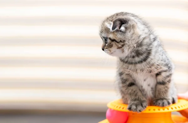 Aranyos skót fold cica játszik egy játék — Stock Fotó