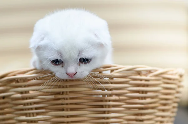Cute Scottish fold kitten standing basket, — Stock Photo, Image