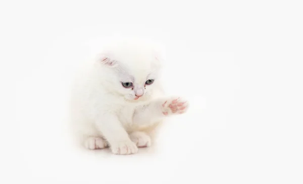 Cute biały szkocki krotnie kotek siedzi na białym tle — Zdjęcie stockowe