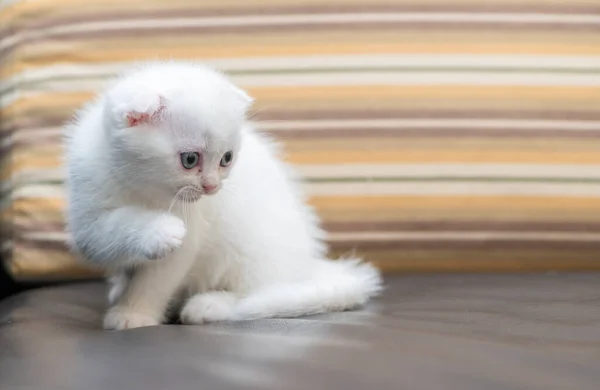 Roztomilé bílé skotské skládací kotě stojící na pohovce — Stock fotografie