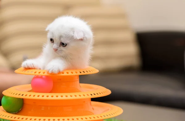 Aranyos fehér skót fold cica játszik egy játék — Stock Fotó