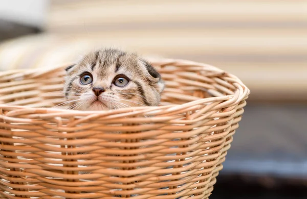 Roztomilé skotské skládací kotě stojící v košíku, — Stock fotografie