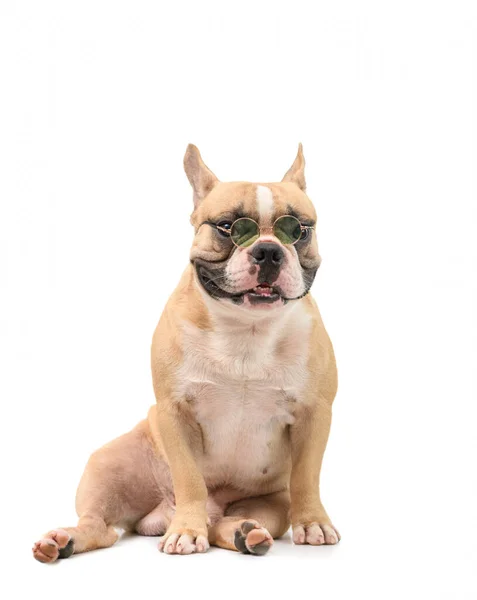 Portrait Cute Brown French Bulldog Wear Glasses Sitting Isolated White — Stock Photo, Image