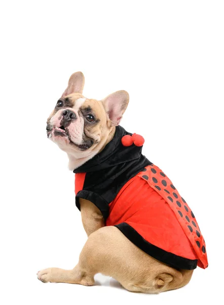 Schattige Franse Bulldog Draagt Een Schattig Grappig Ladybug Kostuum Geïsoleerd — Stockfoto