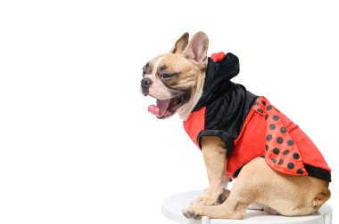Sevimli Fransız Bulldog 'u komik Uğurböceği kostümü giyiyor beyaz arka planda soyutlanmış masada esniyor, evcil hayvan ve hayvan konsepti