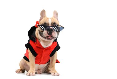 Tatlı Fransız bulldog 'u süslü gözlükler takıyor ve beyaz arka planda, evcil hayvan ve hayvan konseptinde tek başına oturuyor.