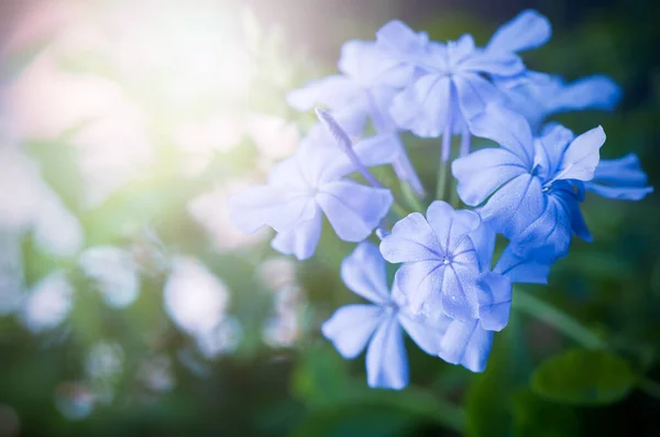 Όμορφη Ακρωτήριο Leadwort Λουλούδια Στον Κήπο Φως Του Ήλιου Λουλούδι — Φωτογραφία Αρχείου