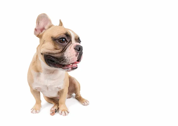 Cute French Bulldog Sitting Isolated White Background Pet Animal Concept — Stock Photo, Image