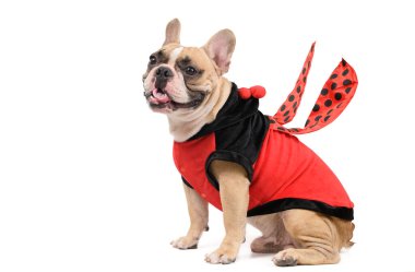 Tatlı ve komik uğurböceği kostümü giyen sevimli Fransız Bulldog beyaz arka planda izole edilmiş, evcil hayvan ve hayvan konsepti