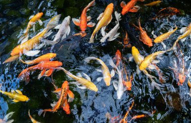 Güzel sazan balığı, aynalı sazan ya da gölette yüzen koi balığı.,