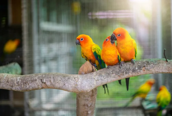 Bonito Papagaio Lovebird Sentado Ramo Este Pássaros Vive Floresta Domesticado — Fotografia de Stock
