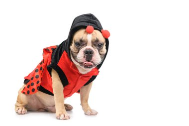 Tatlı ve komik uğurböceği kostümü giyen sevimli Fransız Bulldog beyaz arka planda izole edilmiş, evcil hayvan ve hayvan konsepti