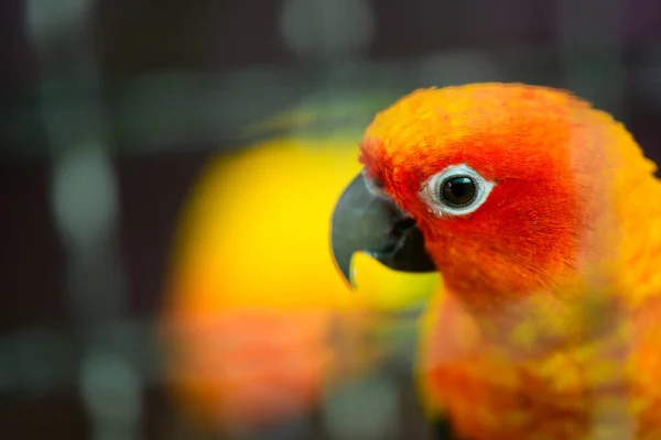 배경을 가지고 주황색과 빨간색 의사랑 스러운 앵무새 — 스톡 사진