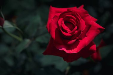 Karanlık Arkaplanda Kırmızı Gül Çiçeği 'nin Kapanışı. Aşk ve Romantizm Sembolü
