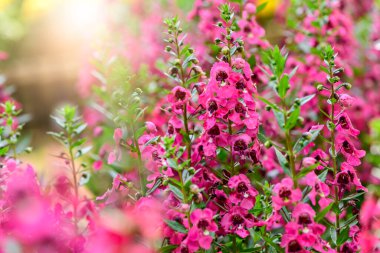 Pembe Willowleaf Angelonia ya da Willowleaf Angelon bahçede güneş ışığıyla çiçek açıyor. çiçek konsepti