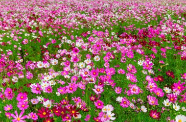 Çiftlik alanındaki güzel pembe kozmos çiçekleri. Lop buri, Tayland 'da kış mevsiminde çiçek tarlası