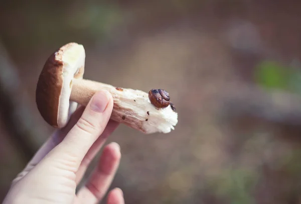Mushroom In The Hand — Stock Photo, Image
