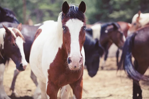 Cavalo em uma fazenda — Fotografia de Stock