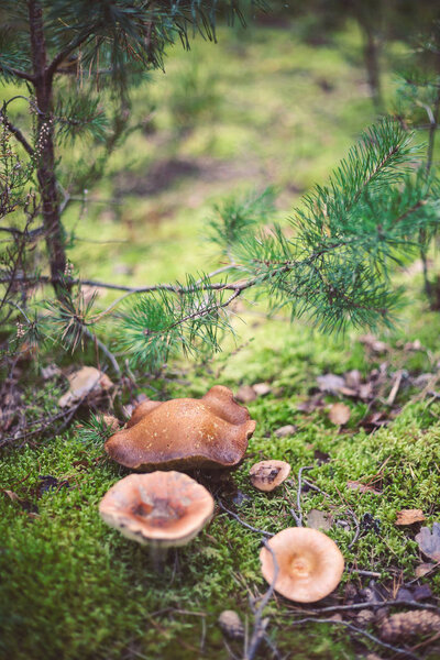 Mushroom in the forest