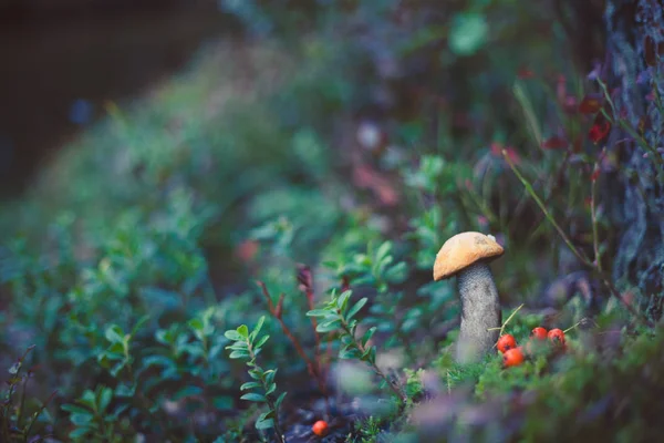 Cogumelo no musgo — Fotografia de Stock