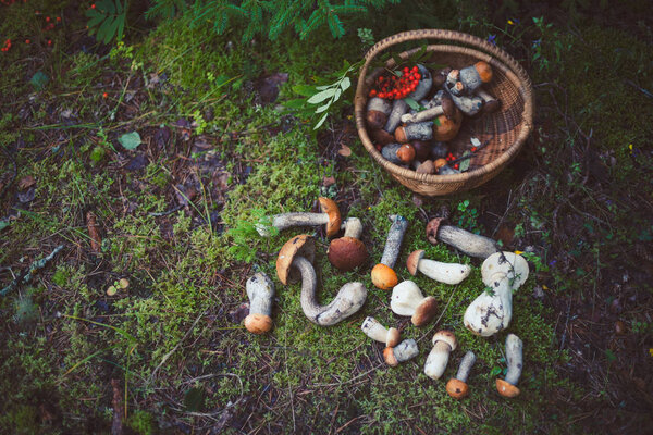 Mushroom in the forest