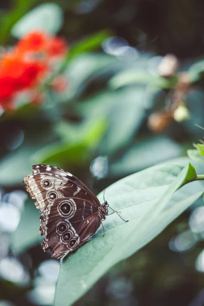 葉の上の蝶 — ストック写真