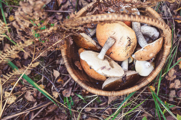 Mushroom in the forest
