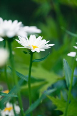 Daisy çayırda