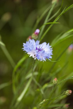 Peygamber çayırda çiçeği