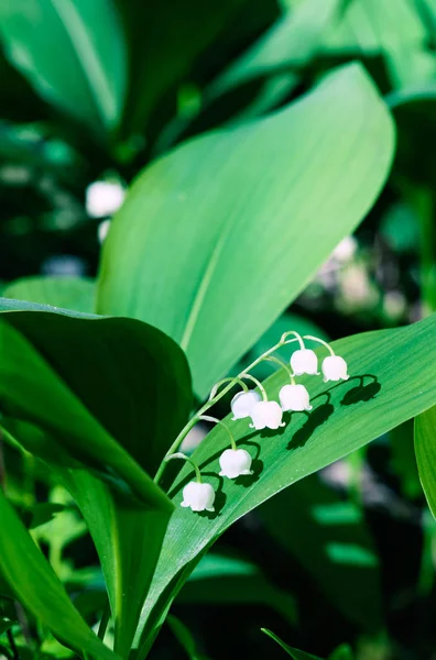 Lily do vale — Fotografia de Stock