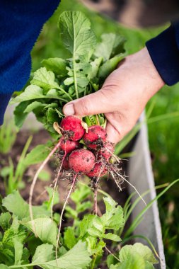 Turp stumb üzerinde