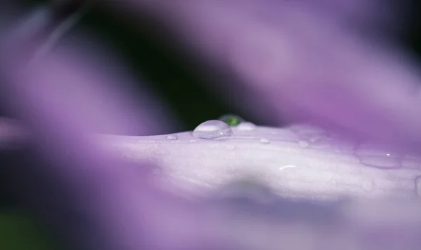 Water on Flower — Stock Photo, Image